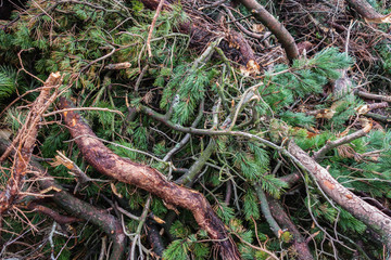 Baumabfälle Waldarbeiten