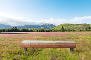 wood long stool in pasture in summer sunny day in New Zealand