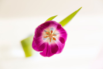 tulip top view, blur