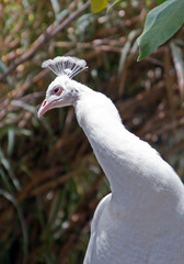 Albino Peacock in mountains outside Adelaide Australia