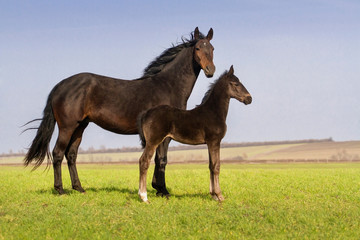 Mare with colt on spring pasture exterior