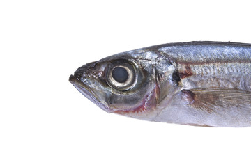 isolated horse mackerel