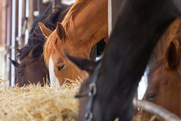 Naklejka premium Horse eat in farm