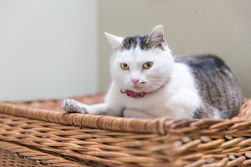 cat on wicker basket