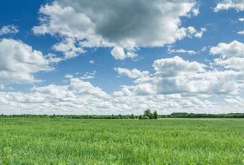 Azure cloudy sky above farm green oat and pea field