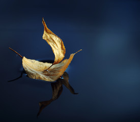 leaf ship in blue water