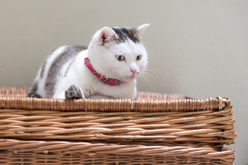 Fototapeta na wymiar cat on wicker basket