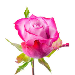 lose up of beautiful pink rose flower with dew is isolated on wh