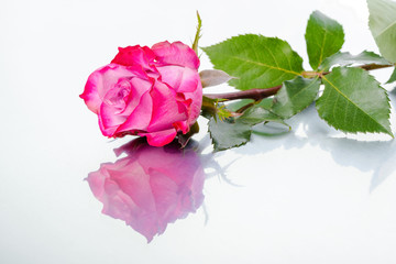 beautiful pink rose flower on light background with reflection,