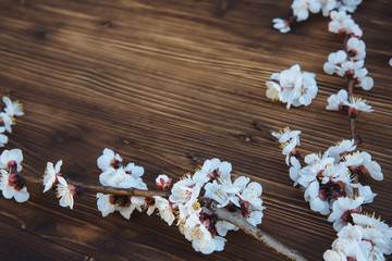 Wooden background with cherry flowers on it