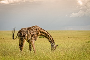 Giraffe in Masai Mara National Reserve, Kenya.
