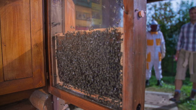 Tourists couple is imprest by the bees 