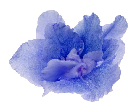 Macro Of Blue Violet Flower On White