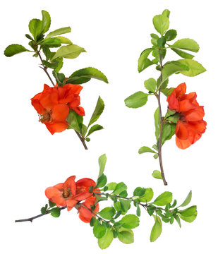 isolated blossoming pomegranate branches set