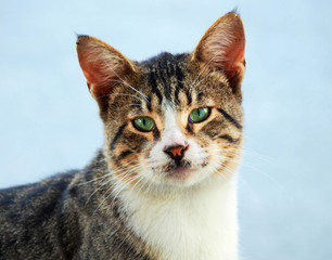 Close up cat with beautiful green eyes