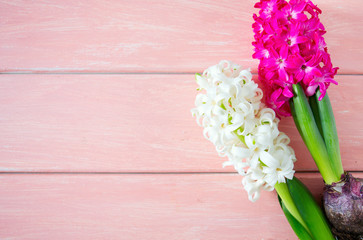 hyacinths on wooden surface