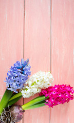 hyacinths on wooden surface