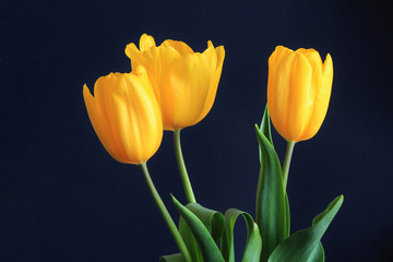 Naklejka premium tulips