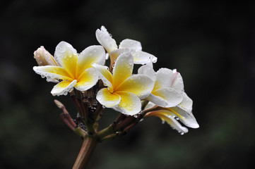 White flower with yellow petals