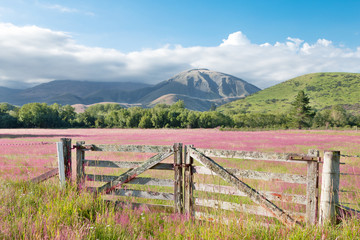 pasture in summer sunny day in New Zealand