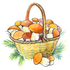 Basket with mushrooms. Hand drawing. 