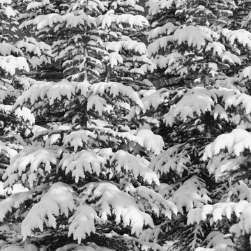 Fototapeta Snow-covered spruce closeup in black and white