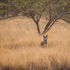 Indian Wolf
