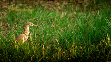 Javan Pond Heron