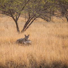 Indian Wolf