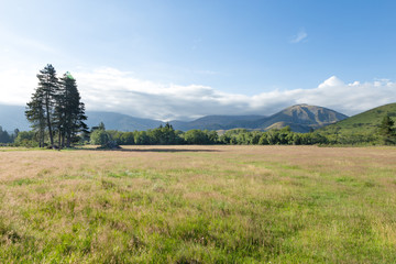 pasture in summer sunny day in New Zealand