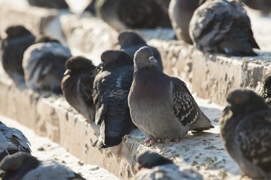Urban pigeons closeup