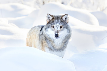 Le loup neigeux se tient dans la belle forêt d& 39 hiver
