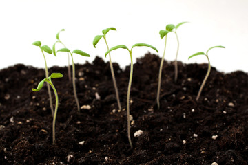 Young green shoots closeup 