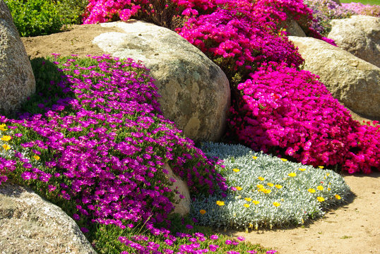 Pourpiers roses et violets au printemps en Corse