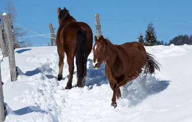braune Pferde im Schnee