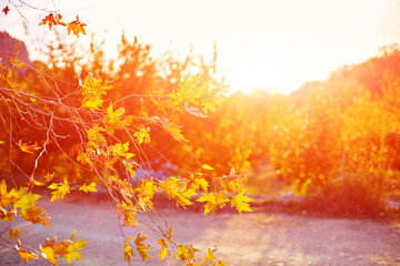 garden at the morning
