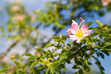Beautiful dog-rose flower on tree
