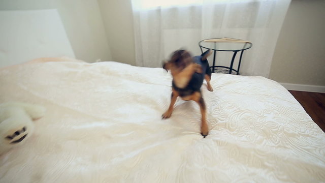 Cute dog barkling in a elegant room barkling. HD.