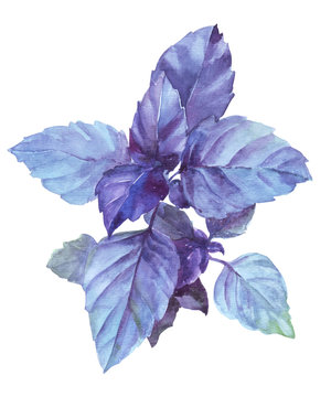 purple basil leaves watercolor painting clip art preview