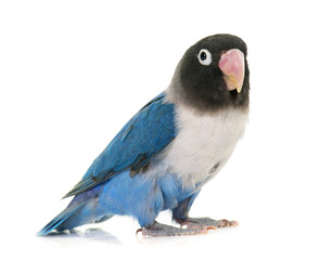 Fototapeta premium blue masqued lovebird