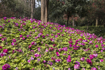 spring landscape in a park,chengdu,china