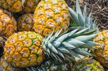 Pineapple in farm, selective focus