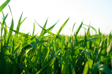 Green meadow under sky