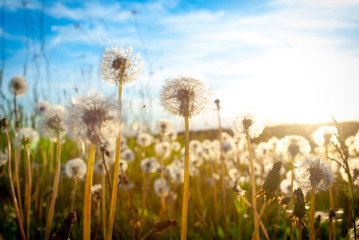 Dandelion on the meadow