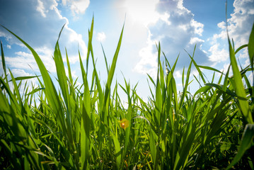 Obraz premium Green grass under blue sky