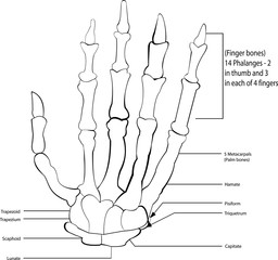 Bone of hand and wrist,
All elements are in separate layers color can be changed easily
