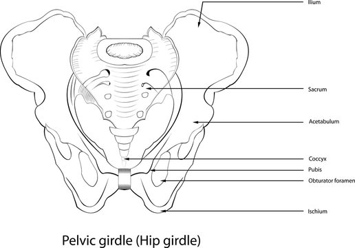 Pelvic Girdle Images – Browse 107,470 Stock Photos, Vectors, and
