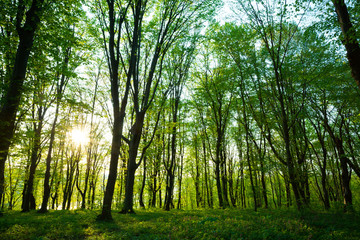 Fototapeta premium sunrise in the green forest