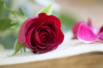 Beautiful red rose on a book - love and romance concept
