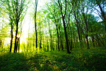 Fototapeta na wymiar sunrise in the green forest